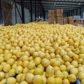 China Wholesale High Quality Fresh Lemon Fresh Citrus Fruit For Sale